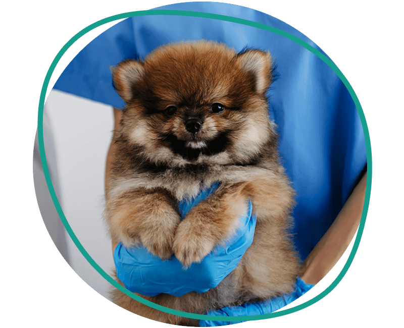 vet examining a pomeranian