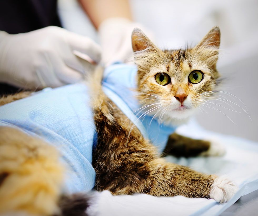 cat at surgery table