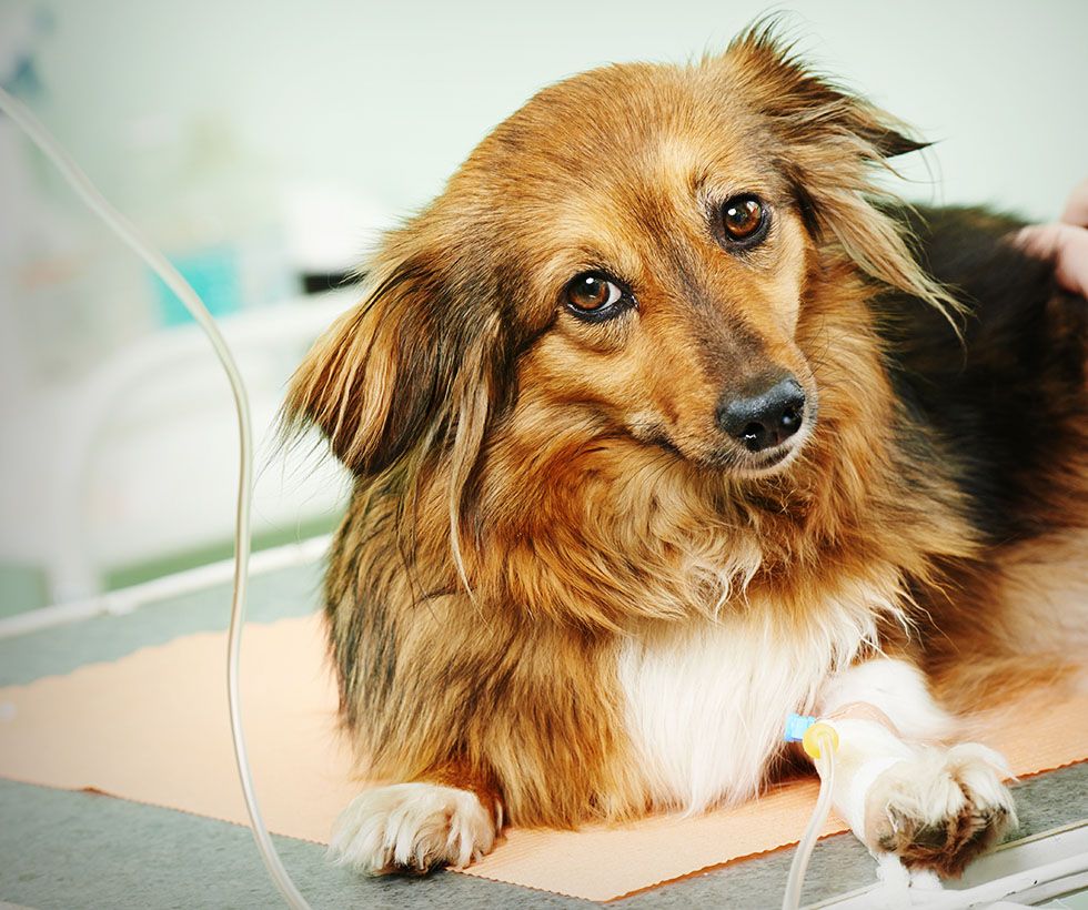 cute dog at surgery table