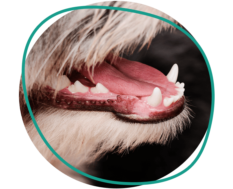 adorable puppy's teeth