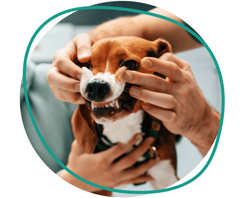 vet showing dog's teeth