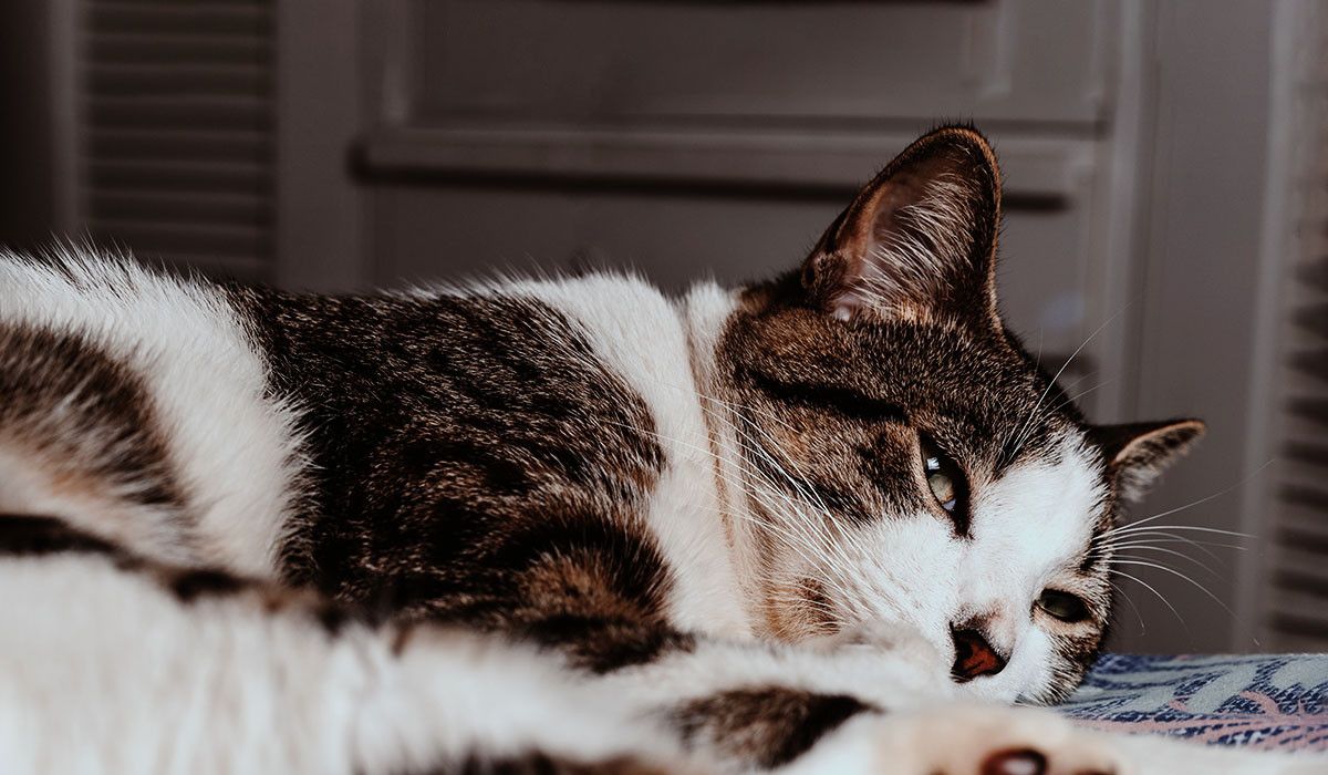 signs-of-pain-kitten-laying-down