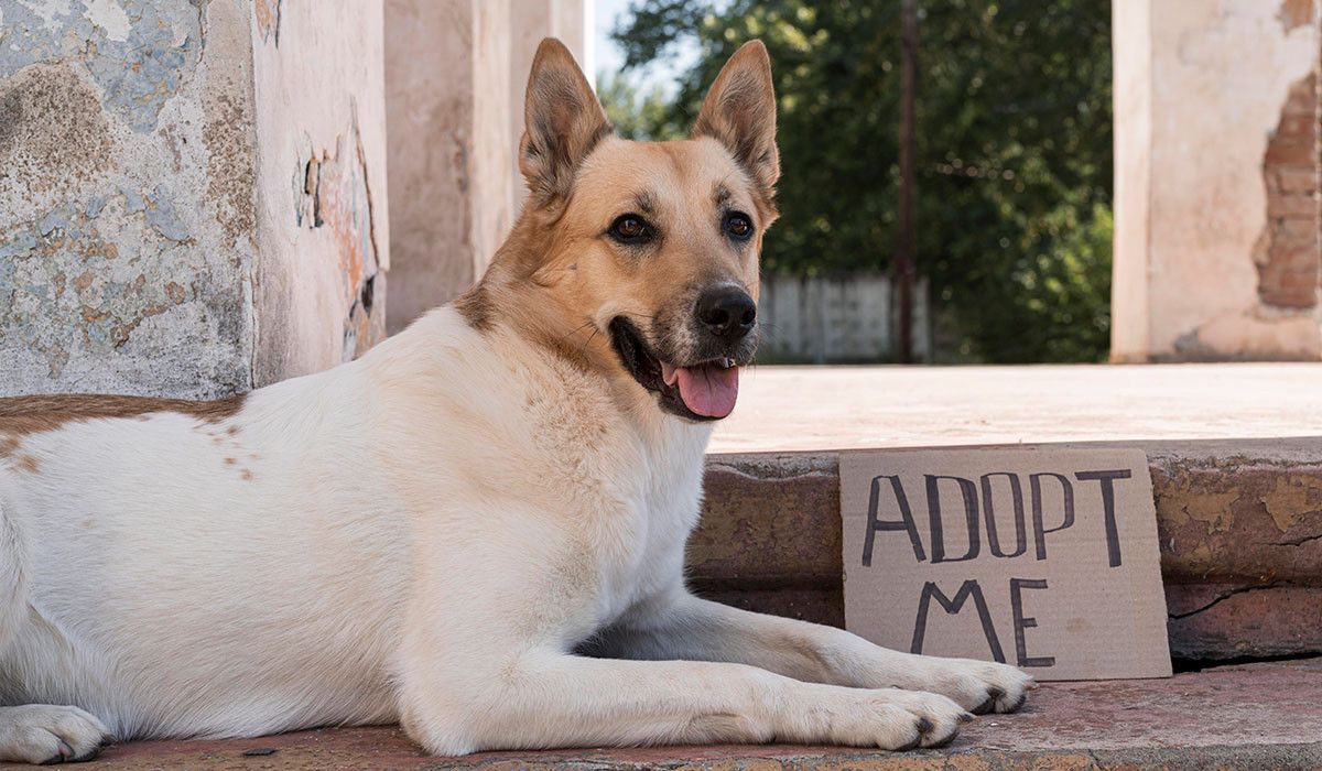 mixed-breed-dog-adopt-vet-surgery