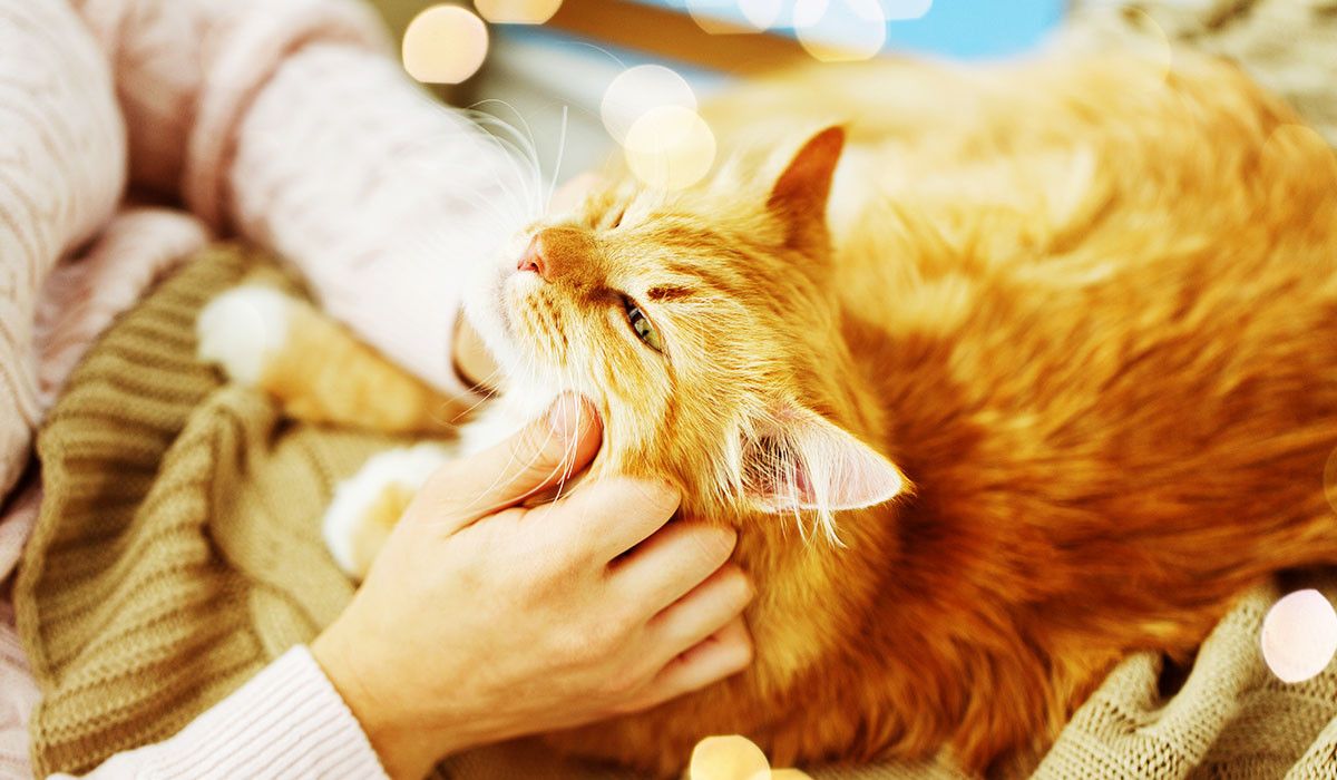 pet-surgery-prevention-during-holidays-cat-home