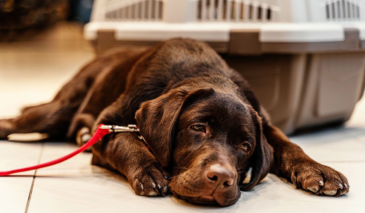 vomiting-belly-pain-poison-vs-foreign-body-dog