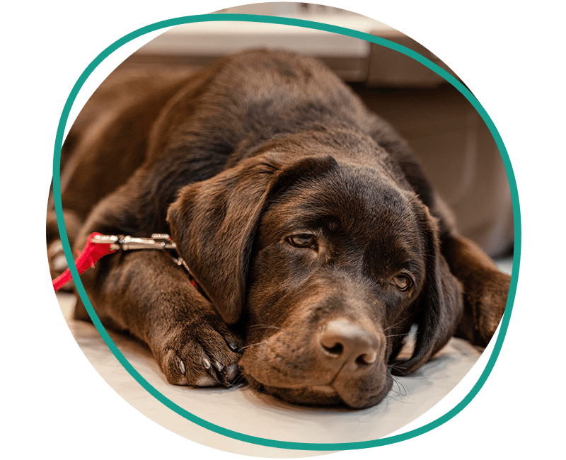 cute brown dog pet shop