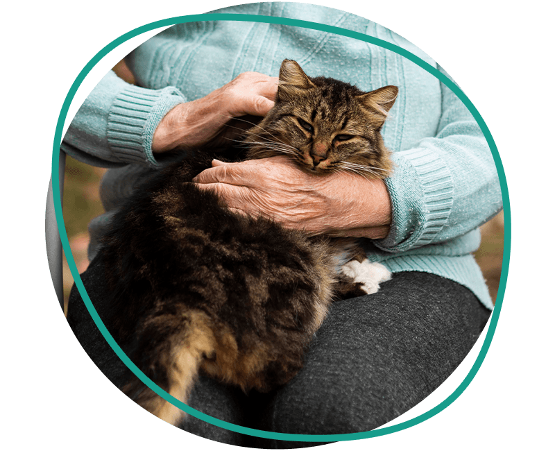older woman sitting chair petting cat