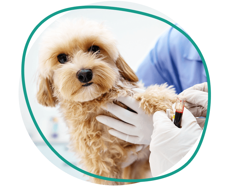 vet taking a blood sample from dog