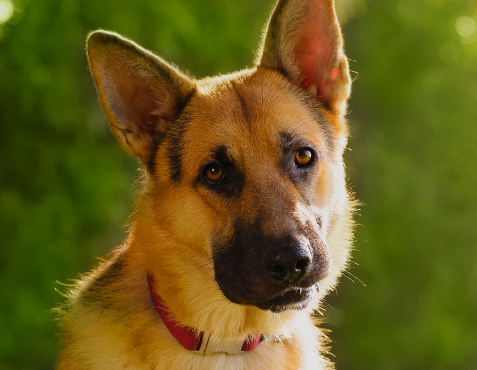 german shepherd dog looking at the camera
