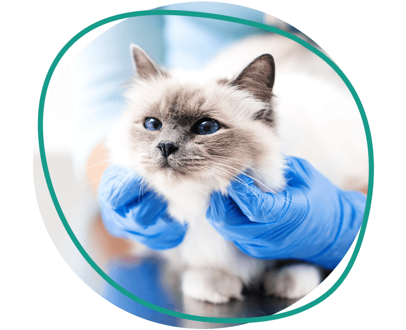 cute gray cat on a metal table