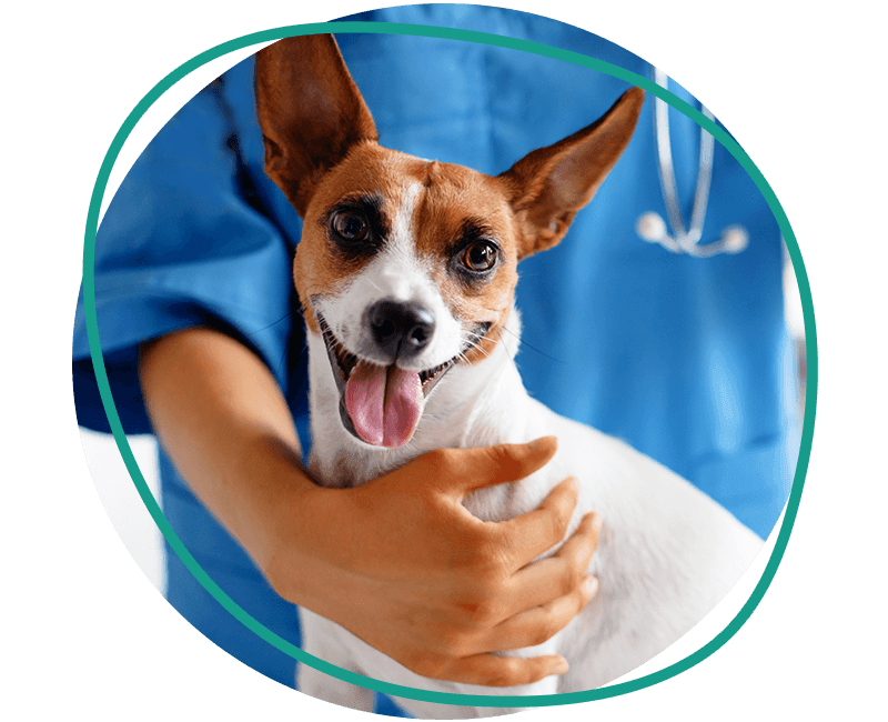 smiling jack russell terrier mix dog at the vet