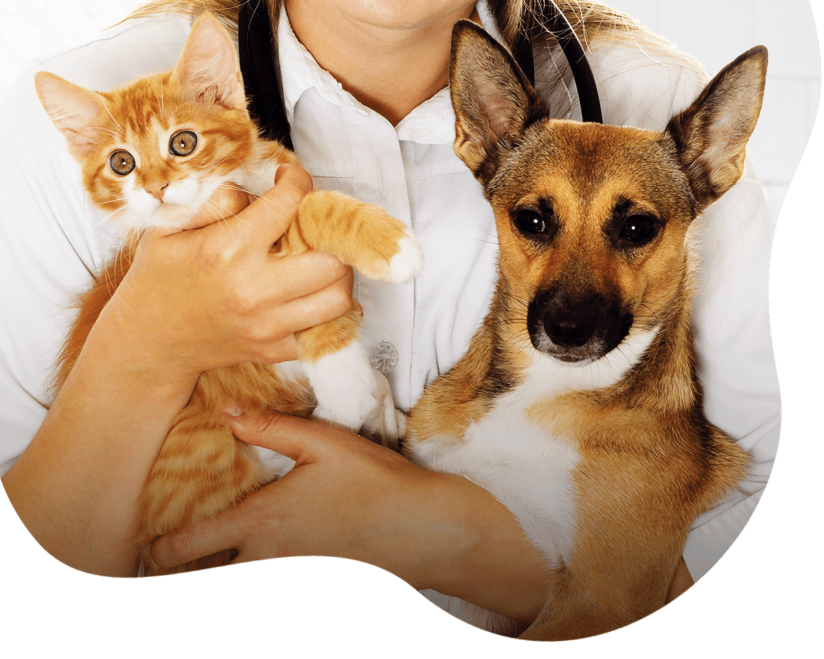 smiling vet with a puppy and kitten in surgivet
