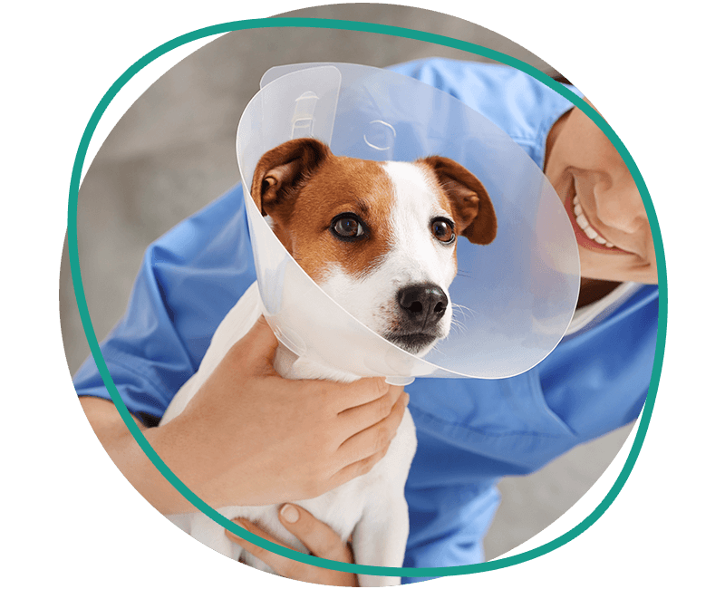 veterinarian and jack russell terrier dog wearing medical plastic collar