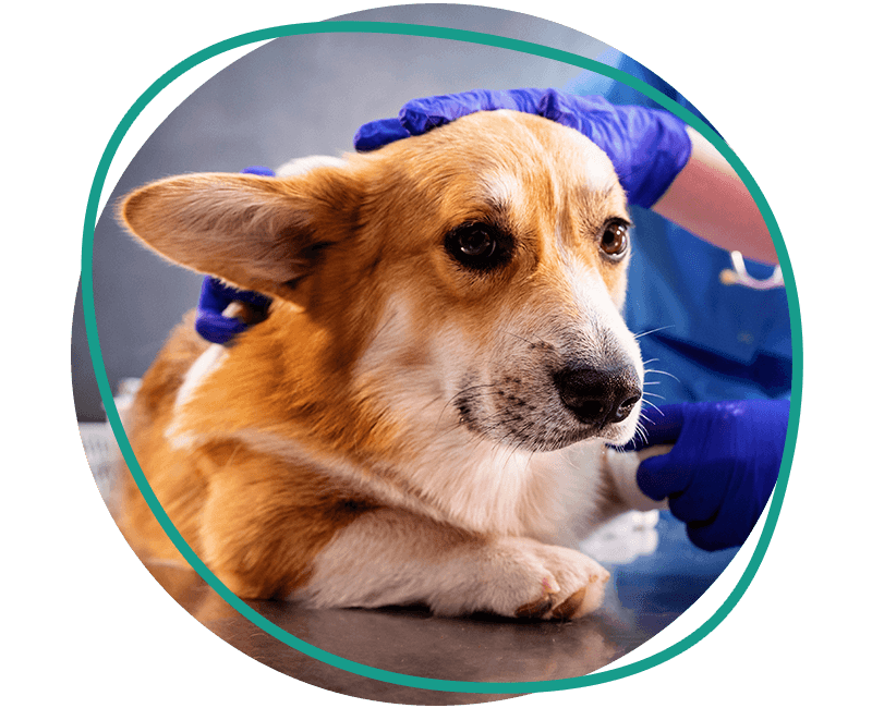 corgi dog being prepared for surgery